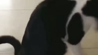 قطط ذكية جدا ورائعة