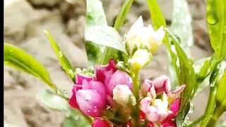 beautiful flowers bloom in the morning