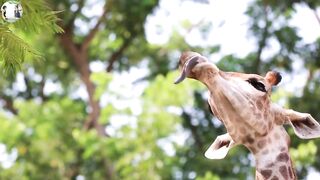long neck animal