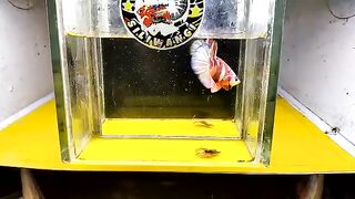 Indah nya ikan ini
