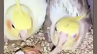 happy family, beautiful bird.