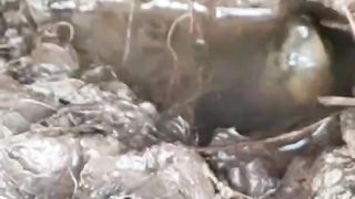 Starving monster eel strike, epick moment