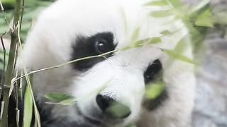 Amazing video
