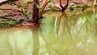 Amazing videos vol 513