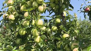 Masha Allah Nice Fruit