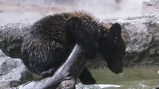 Amazing video
