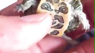 Two head turtle. Turtle.