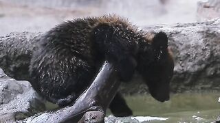 Amazing video