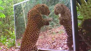 Animals Seeing Themselves For The First Time!