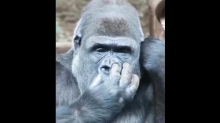 Monkey ok