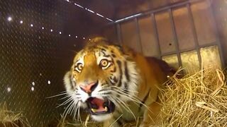 Animals Being FREED For The First Time!