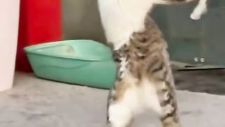 koplo dancing cat#fyp