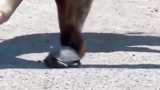 Giraffe helps a friend go faster