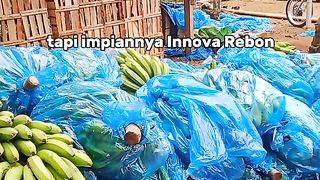 Panen Pisang Melimpah #banana #pisang #petani #pisangchavendish #pisangnusantara #umkm #gudangpisang