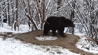 A mad bear