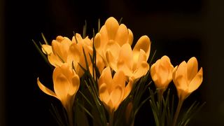 Flower blooming
