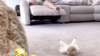 Funnies videos
