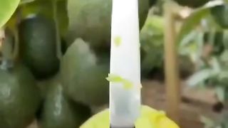 Green fruits