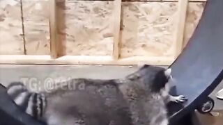 A raccoon is having fun on a treadmill