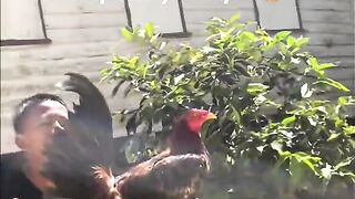 Kesayangan terus rawat dan terus jadi ayam yang tangguh