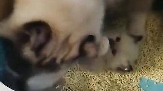 mother cat burying her kitten