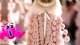 Cate walk