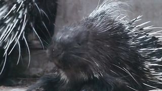 Amazing video