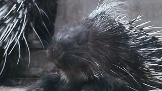 Amazing video