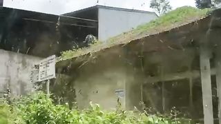 A huge number of spiders on the island of Bali
