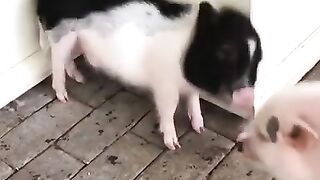 ... 【这里全是小猪猪】总有一处墙皮褪色比较快……