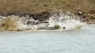 A crocodile attacked a cheetah. Крокодил атаковал гепарда.