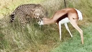 cheetah+vs+deer+interesting+moment