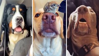 Ultimate Funny DOGS Compilation