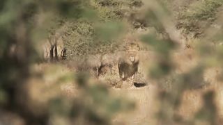 Documentary filmmaker gets discovered by a group of lions he was filming