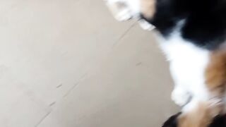 Cute kitty's