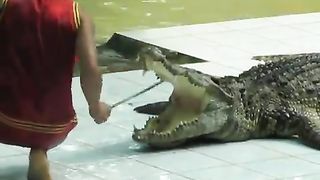Man puts head inside a Crocodile's Mouth