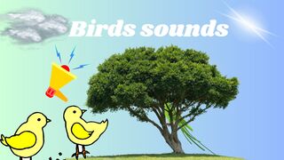 Bird sound