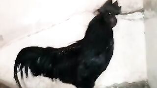 Am I ayam cemani?