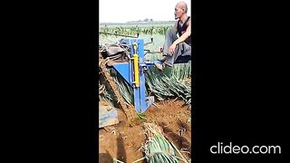 МЕХАНИЗИРАНО ПРИБИРАНЕ НА ЗЕЛЕН ЛУК