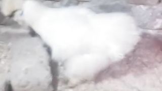 The silky is white but beautiful