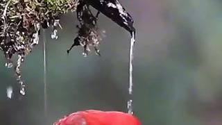 Birds beautiful