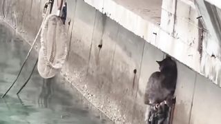 Heartwarming+rescue%3A+Man+rescues+kitten+from+drowning