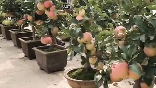 Red apple