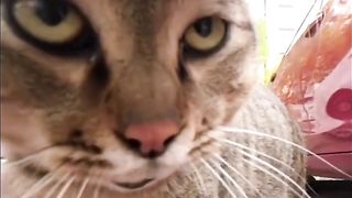 cats fight