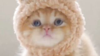 Cute kitten ????