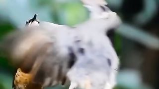 a pair of birds are dancing