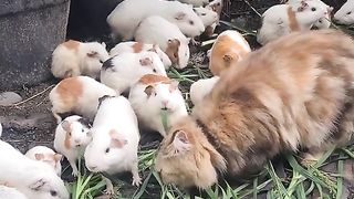 is this a cat or a rabbit?