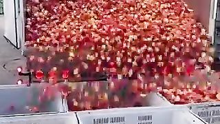A simple but effective system for unloading apples from a truck