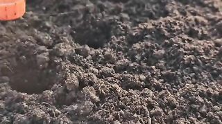 ГРАДИНСКИ СЕКРЕТИ ПРИ ПРОИЗВОДСТВОТО НА ЛУК