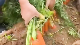 Fresh fruits